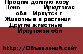  Продам дойную козу. › Цена ­ 6 500 - Иркутская обл., Иркутск г. Животные и растения » Другие животные   . Иркутская обл.